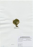 藏品(海木耳)的圖片